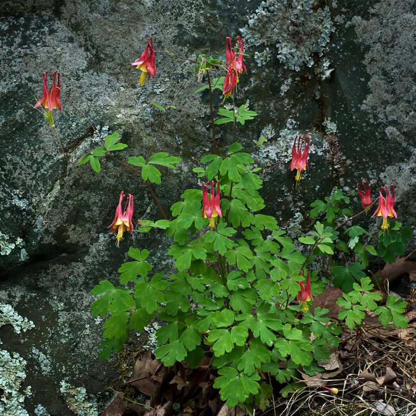 Aquilegia canadensis - Canadese akelei (Groeiplaats)