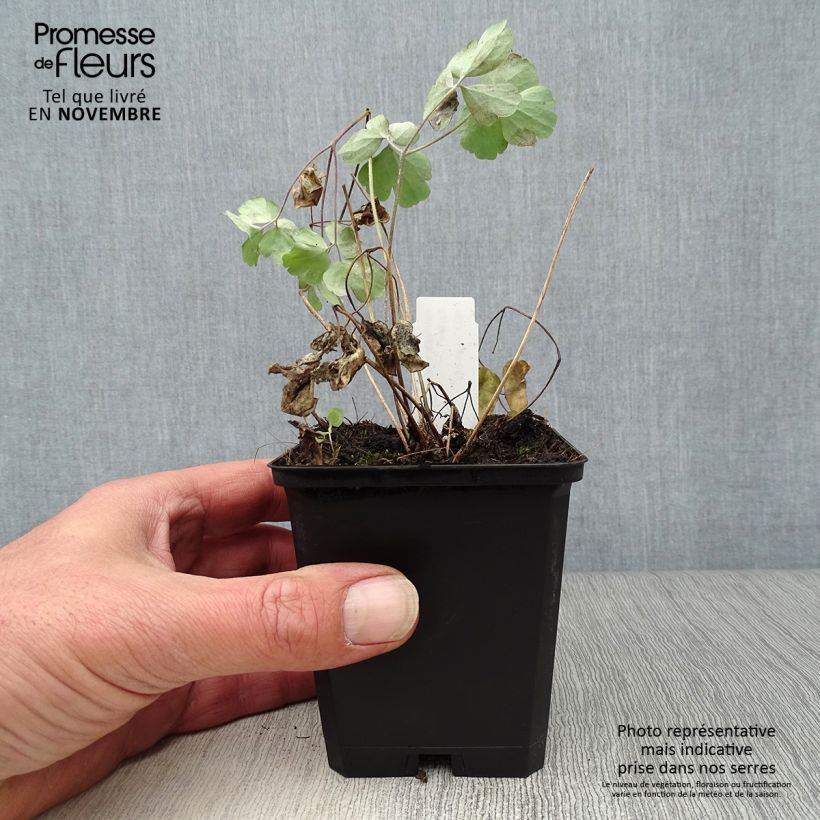 Exemplaar van Akelei Black Barlow - Aquilegia vulgaris Kweekpotje van 8/9 cm zoals geleverd in de herfst