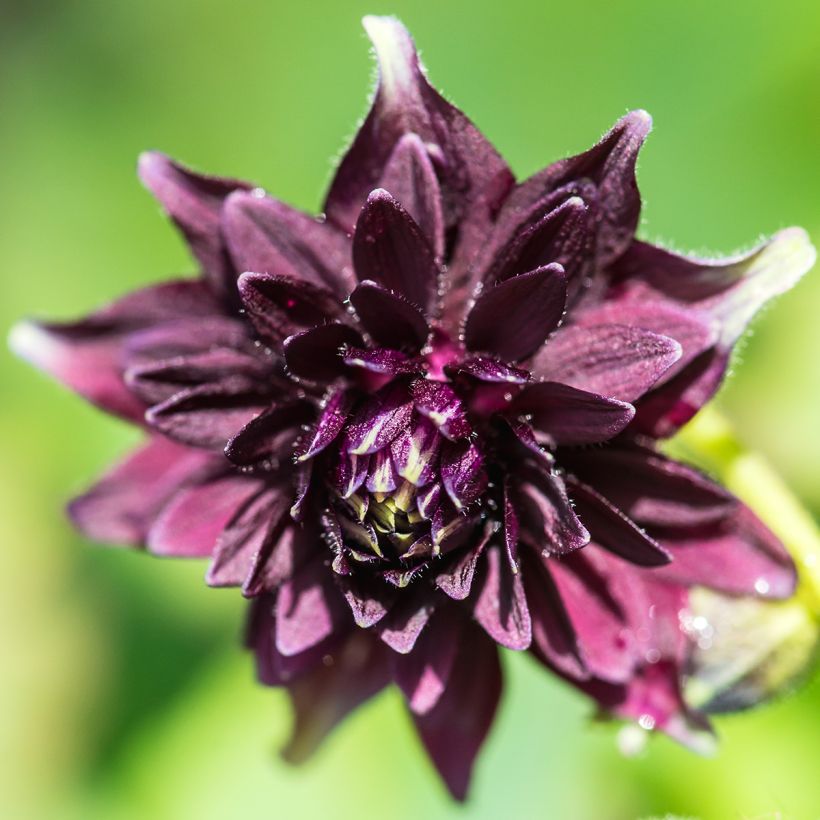 Akelei Black Barlow - Aquilegia vulgaris (Bloei)