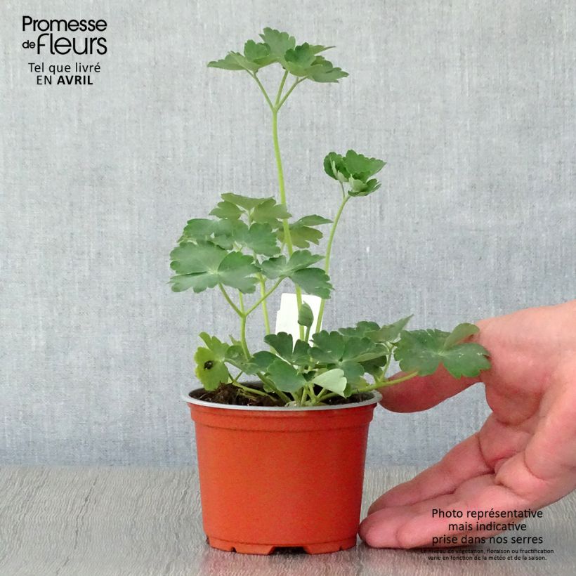 Exemplaar van Akelei Nora Barlow - Aquilegia vulgaris Kweekpotje van 8/9 cm zoals geleverd in de lente