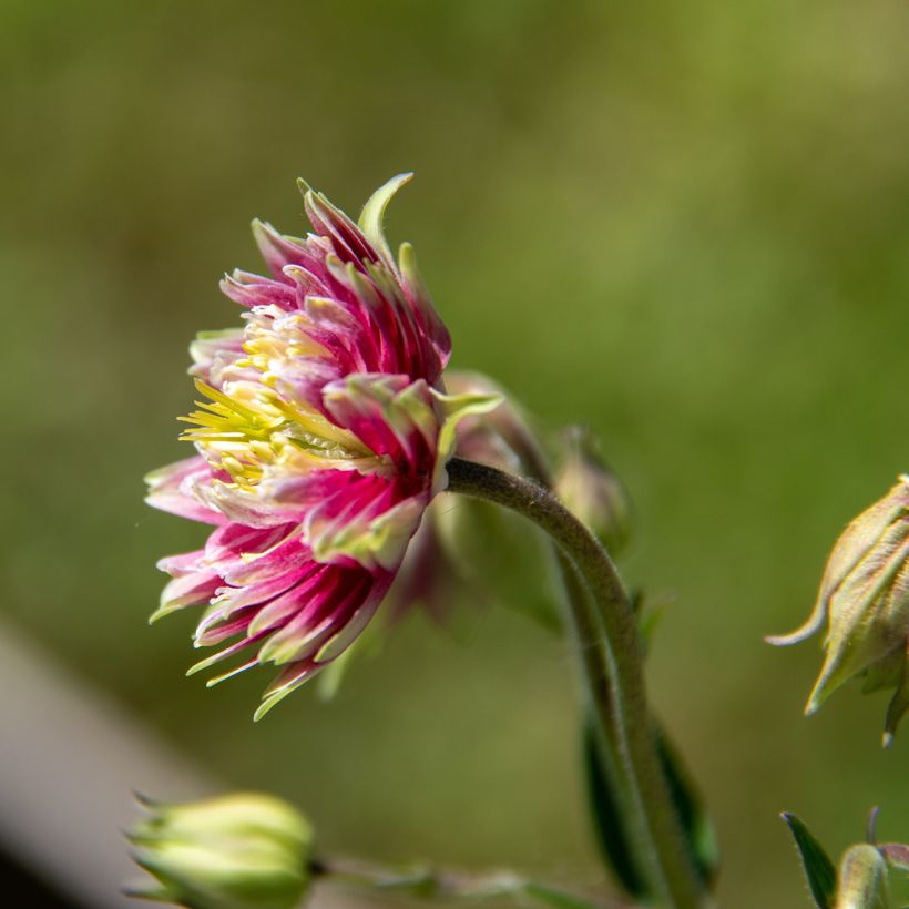 Akelei Nora Barlow - Aquilegia vulgaris (Bloei)
