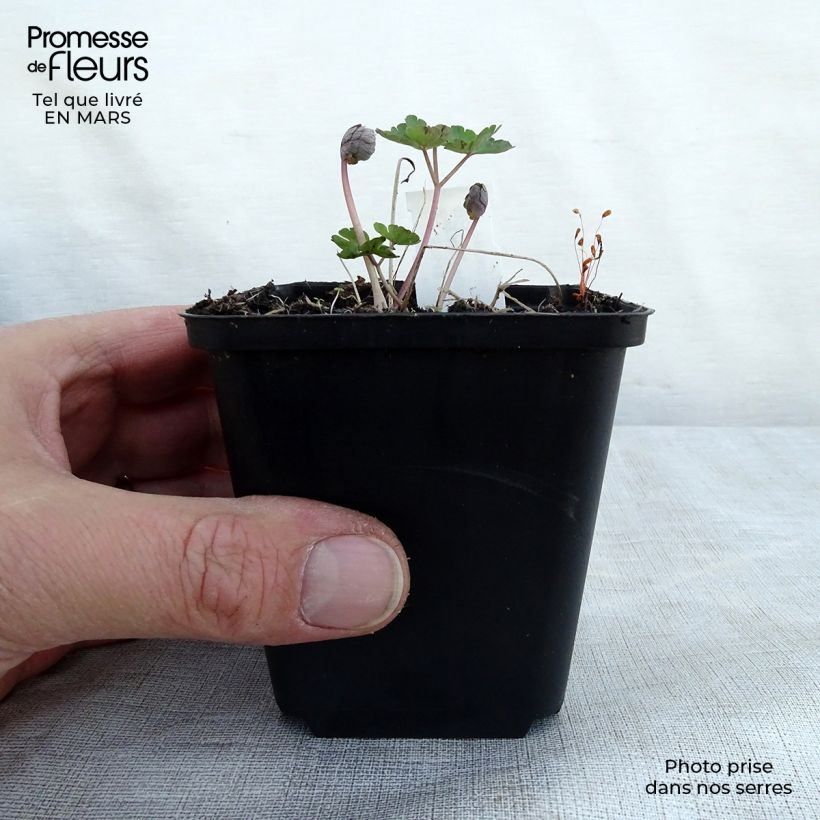 Exemplaar van Akelei Rose Barlow - Aquilegia vulgaris Kweekpotje van 8/9 cm zoals geleverd in de lente