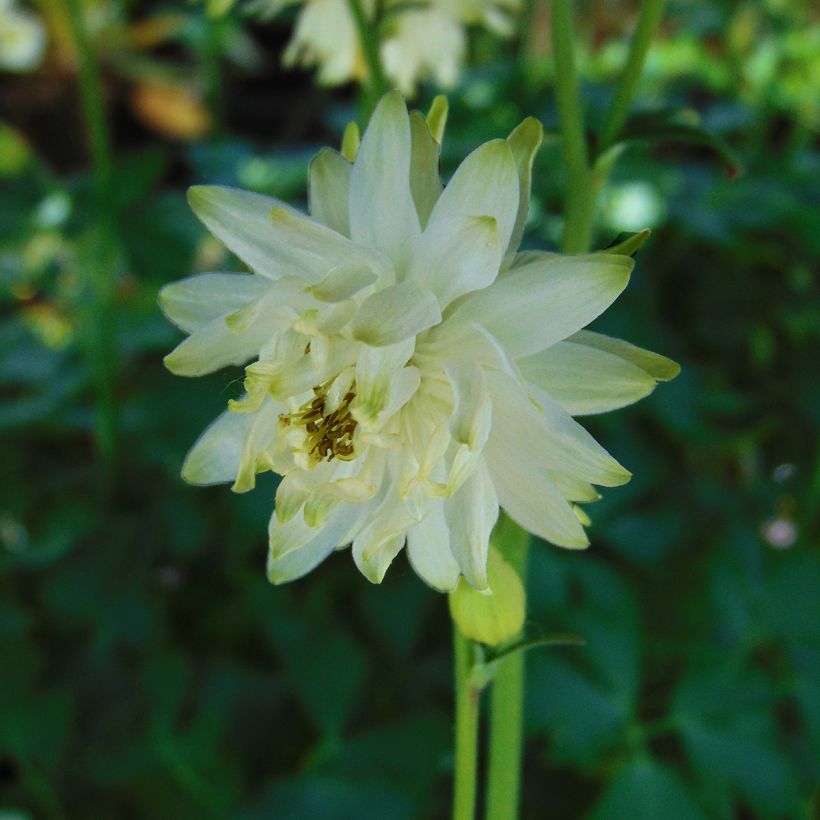 Akelei White Barlow - Aquilegia (Bloei)