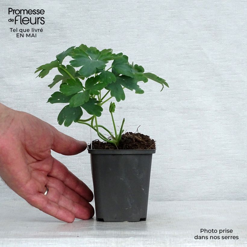 Exemplaar van Akelei White Barlow - Aquilegia Kweekpotje van 8/9 cm zoals geleverd in de lente