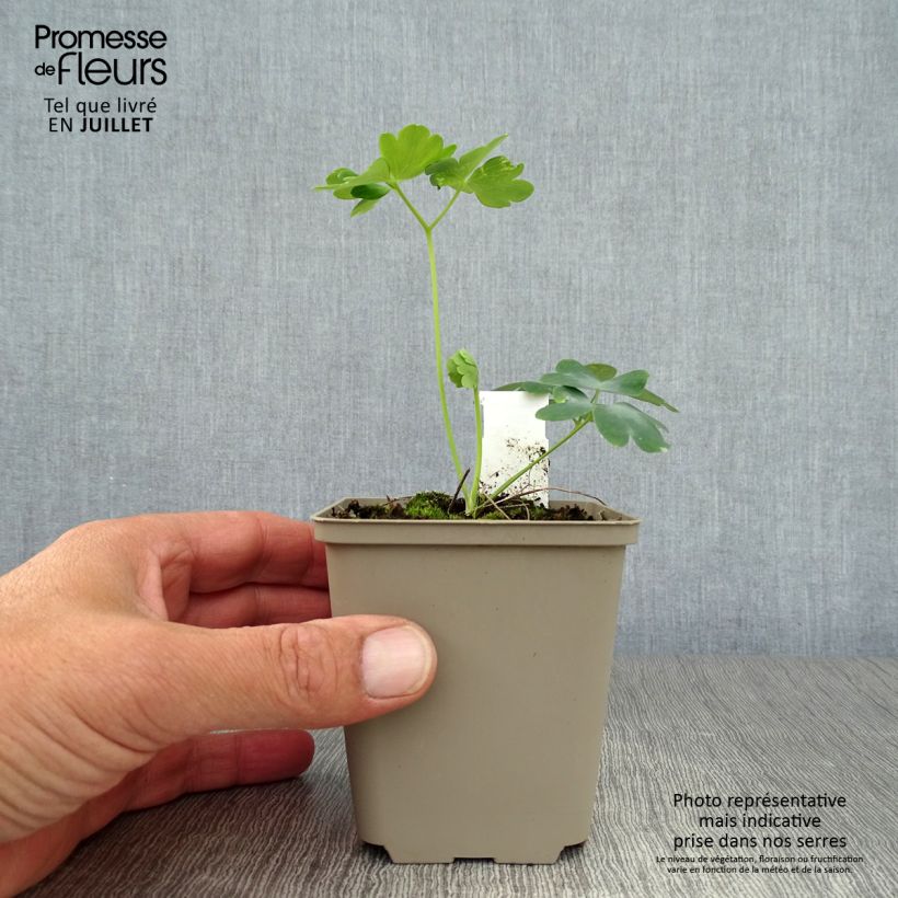 Exemplaar van Akelei White Barlow - Aquilegia Kweekpotje van 8/9 cm zoals geleverd in de zomer