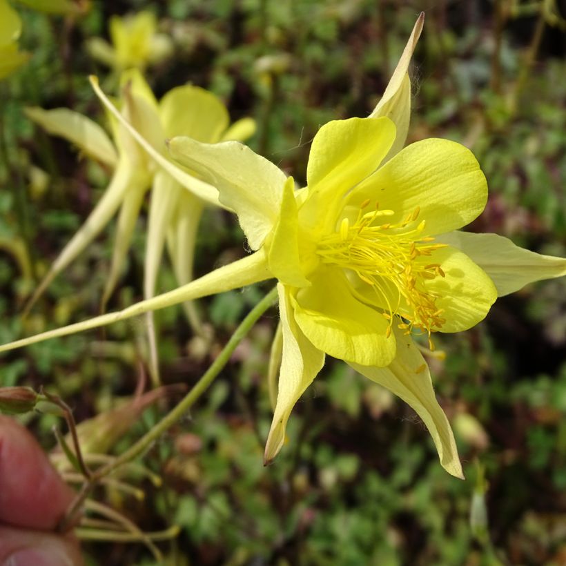 Gele akelei Yellow Queen - Aquilegia chrysantha (Bloei)