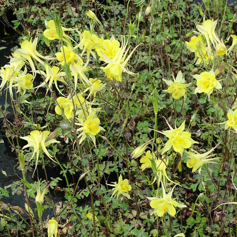 Gele akelei Yellow Queen - Aquilegia chrysantha (Groeiplaats)
