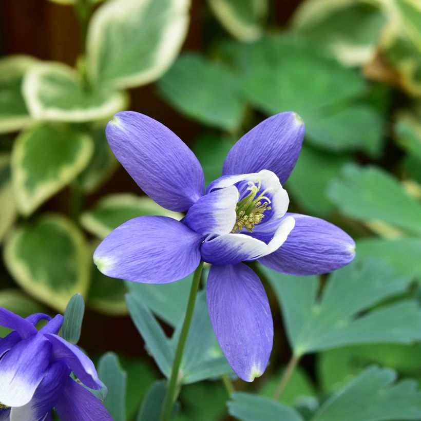 Dwergakelei Cameo Blue and White - Aquilegia flabellata (Bloei)