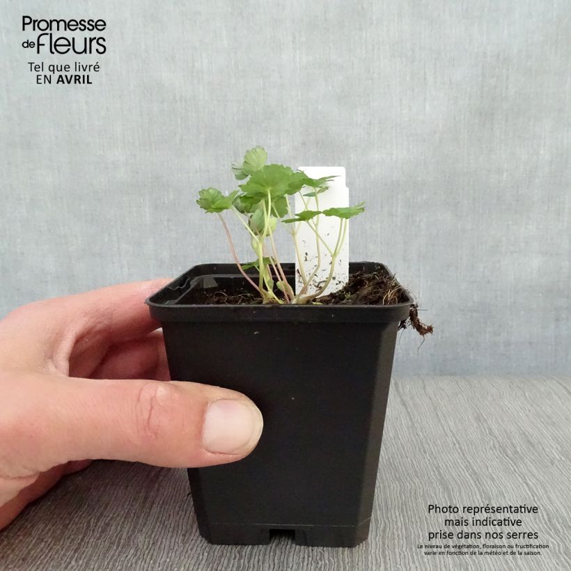 Exemplaar van Dwergakelei Ministar - Aquilegia flabellata Kweekpotje van 8/9 cm zoals geleverd in de lente