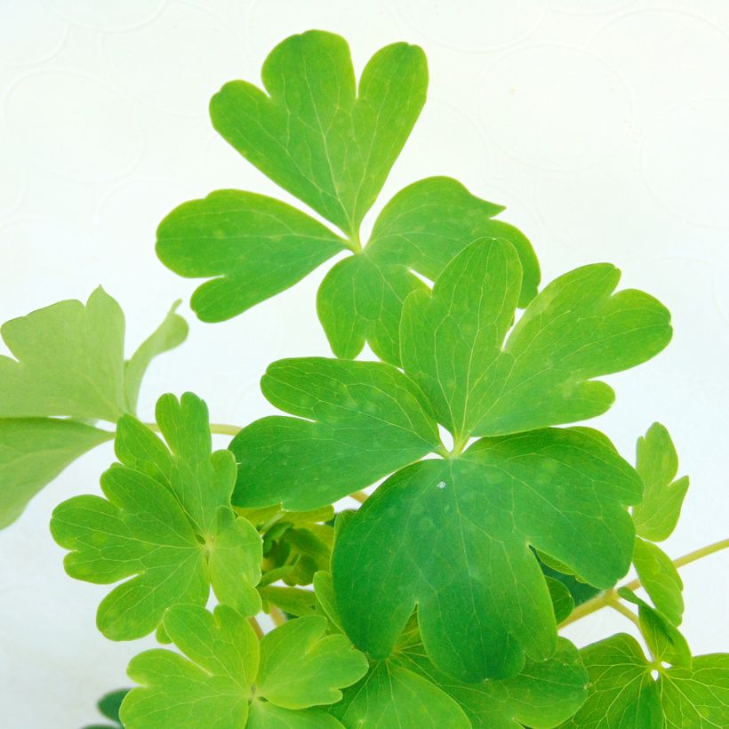 Akelei Ruby Port - Aquilegia vulgaris (Blad)