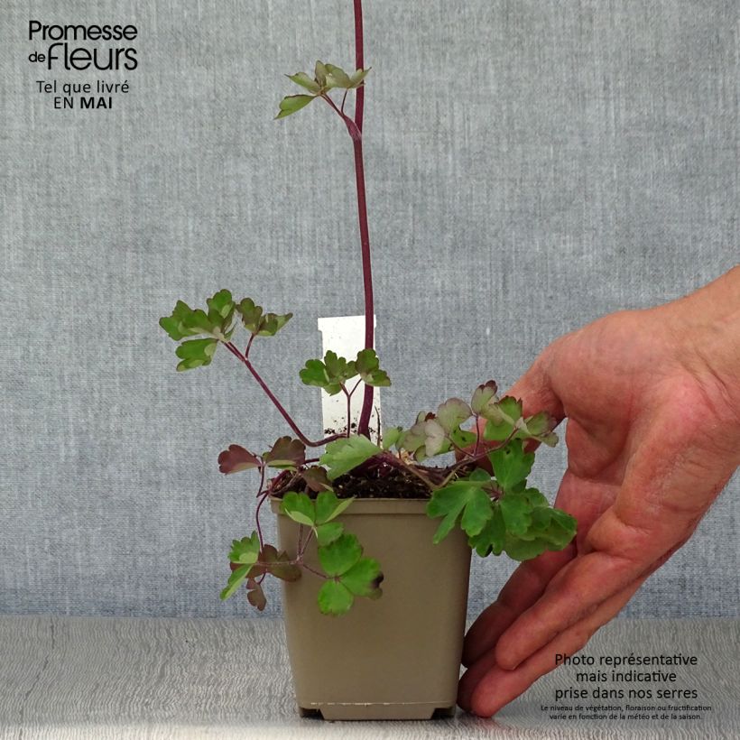 Exemplaar van Akelei Ruby Port - Aquilegia vulgaris Kweekpotje van 8/9 cm zoals geleverd in de lente