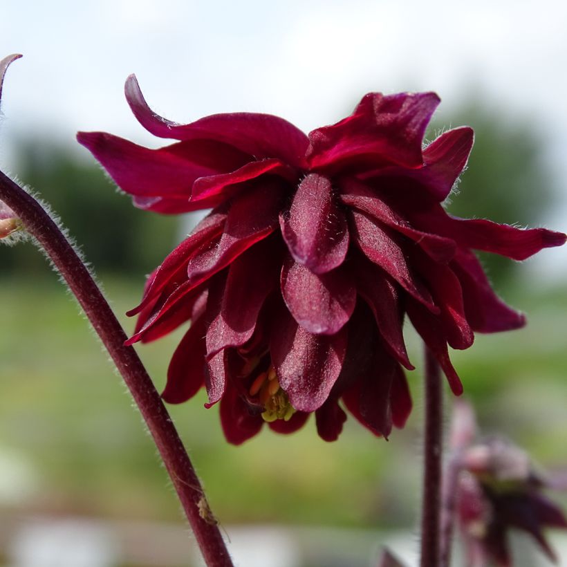 Akelei Ruby Port - Aquilegia vulgaris (Bloei)