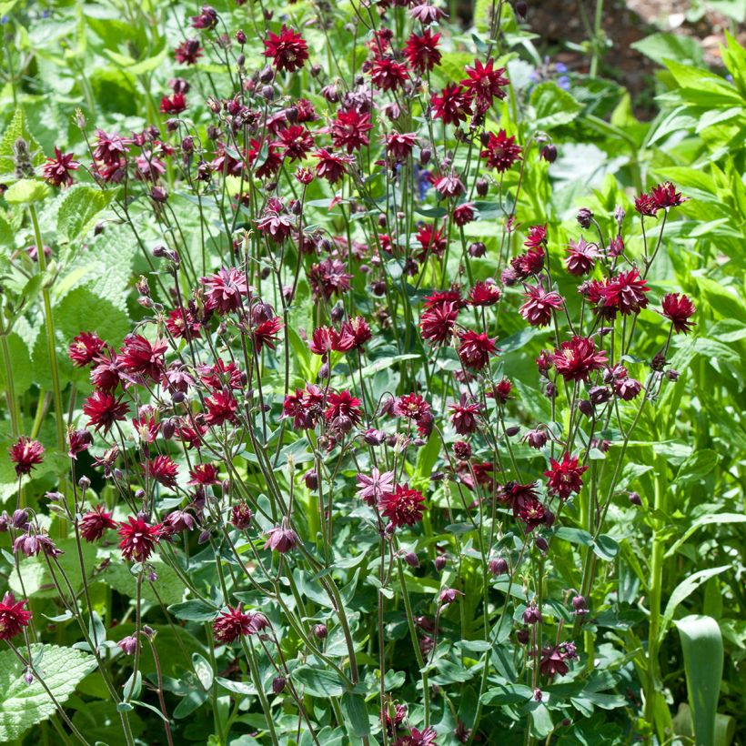 Akelei Ruby Port - Aquilegia vulgaris (Groeiplaats)