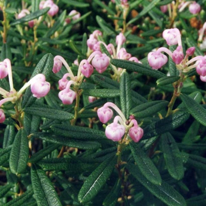 Andromeda polifolia Compacta - Lavendelhei (Blad)