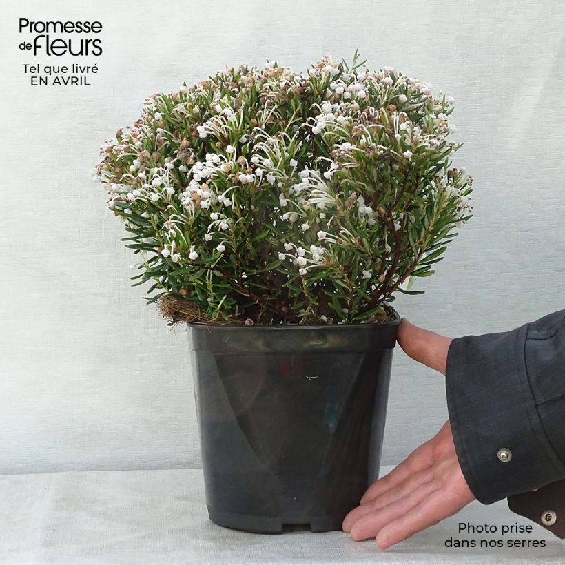 Exemplaar van Andromeda polifolia Compacta - Lavendelhei Pot van 2 l/3 l zoals geleverd in de lente