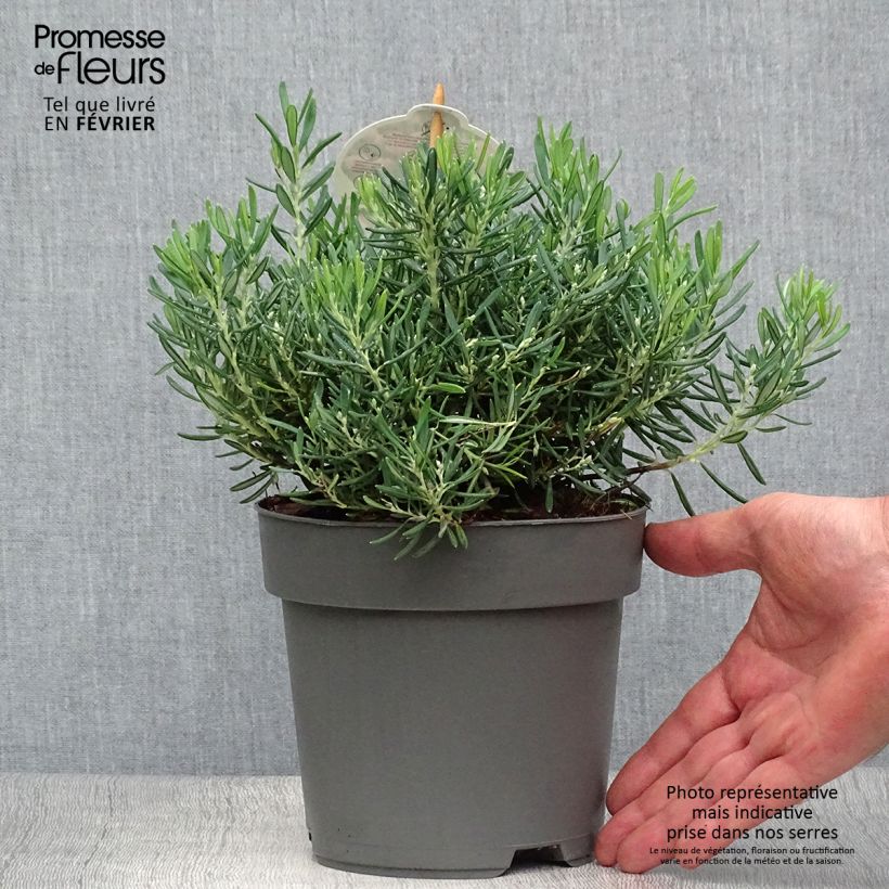 Exemplaar van Andromeda polifolia Compacta - Lavendelhei Pot van 2 l/3 l zoals geleverd in de herfst