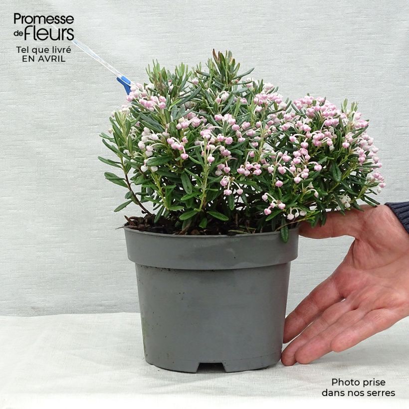 Exemplaar van Andromeda polifolia Blue Ice - Lavendelhei Pot van 2 l/3 l zoals geleverd in de lente