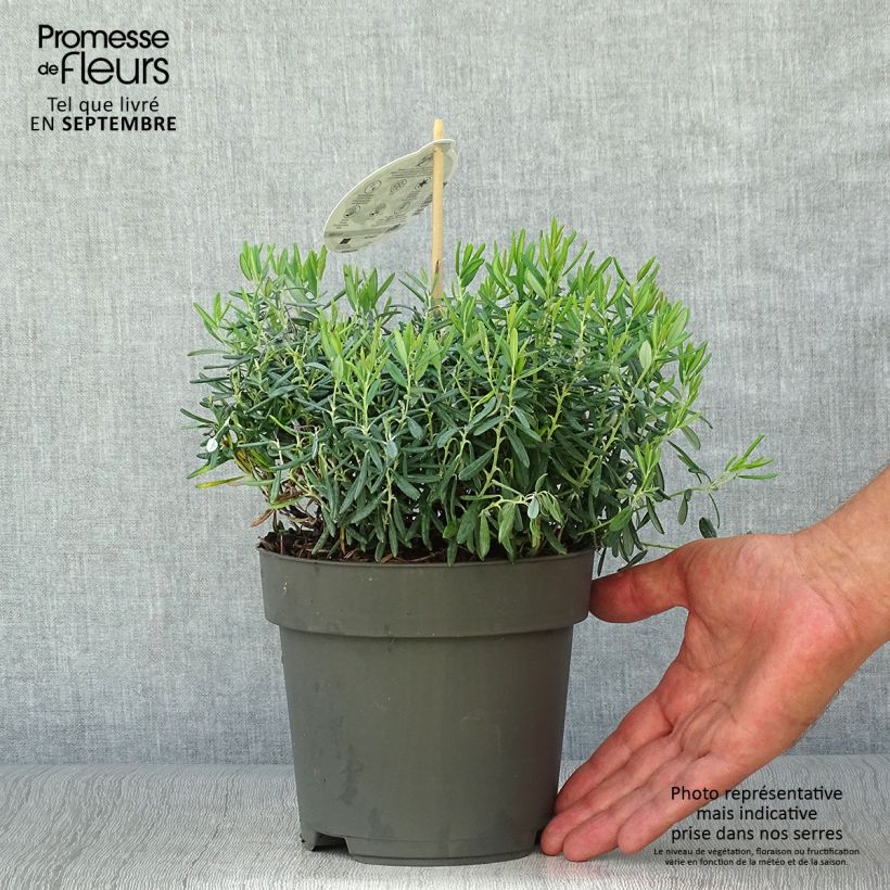 Exemplaar van Andromeda polifolia Blue Ice - Lavendelhei Pot van 4 l/5 l zoals geleverd in de herfst