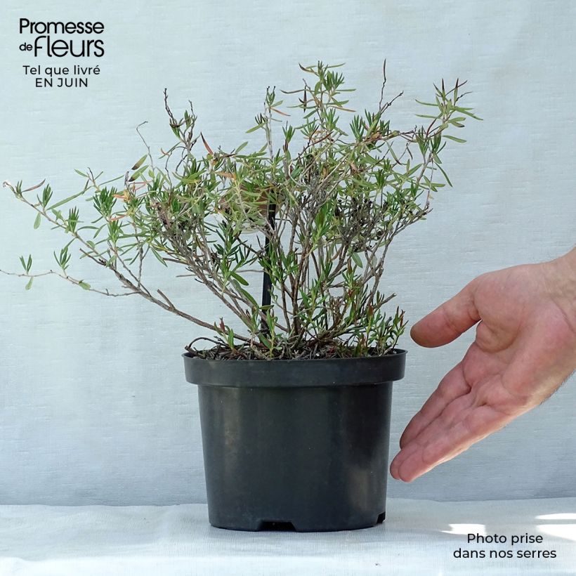 Exemplaar van Andromeda polifolia Nikko - Lavendelhei Pot van 2 l/3 l zoals geleverd in de zomer