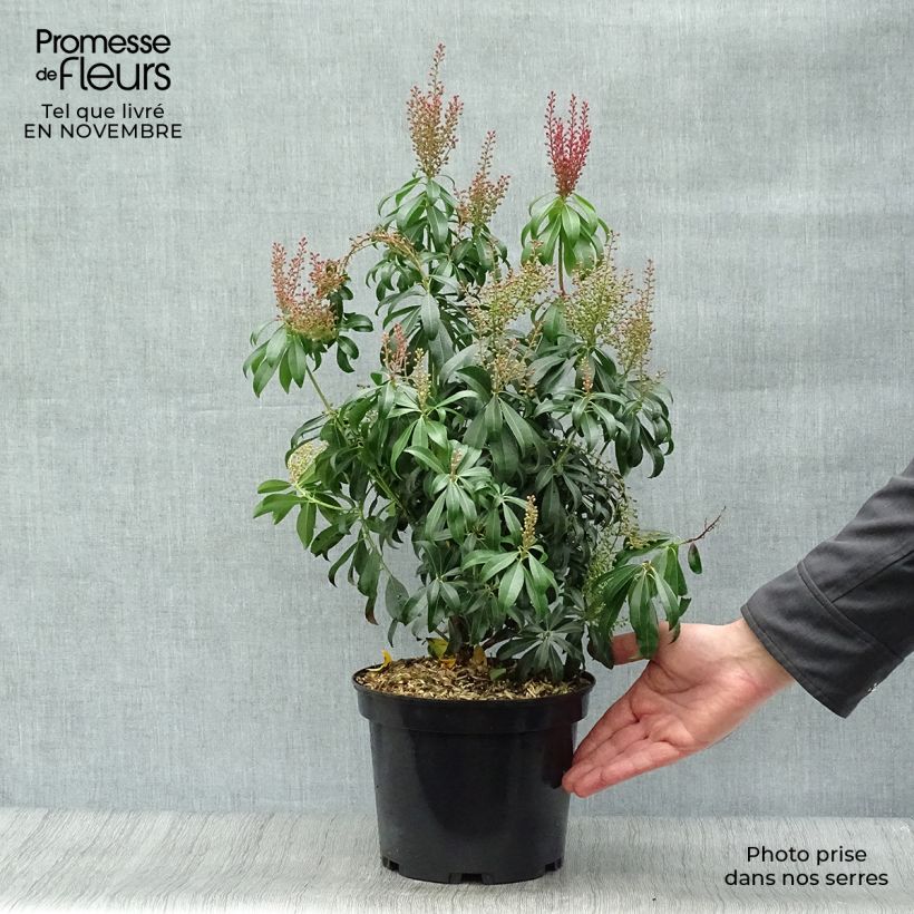 Exemplaar van Pieris japonica Bonfire - Japanse rotsheide Pot van 3 l/4 l zoals geleverd in de herfst