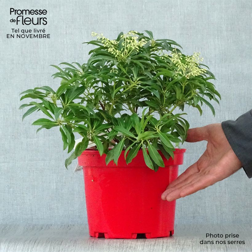Exemplaar van Pieris japonica Forest Flame - Japanse rotsheide Pot van 2 l/3 l zoals geleverd in de herfst