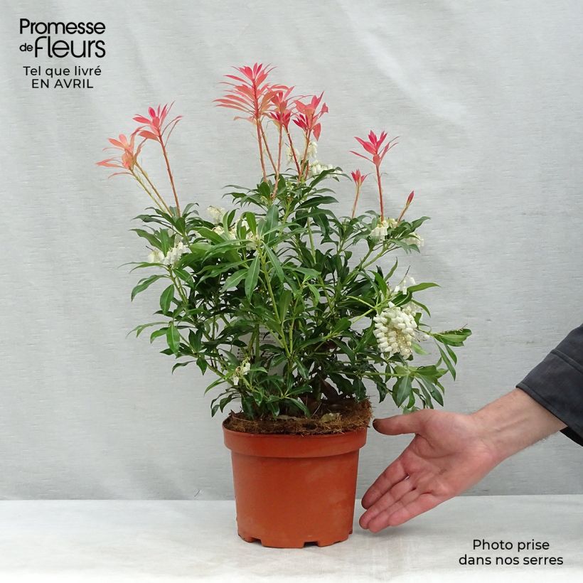 Exemplaar van Pieris japonica Forest Flame - Japanse rotsheide Pot van 2 l/3 l zoals geleverd in de lente