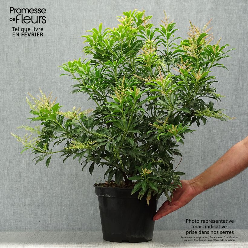 Exemplaar van Pieris japonica Forest Flame - Japanse rotsheide Pot van 7,5 l/10 l zoals geleverd in de herfst
