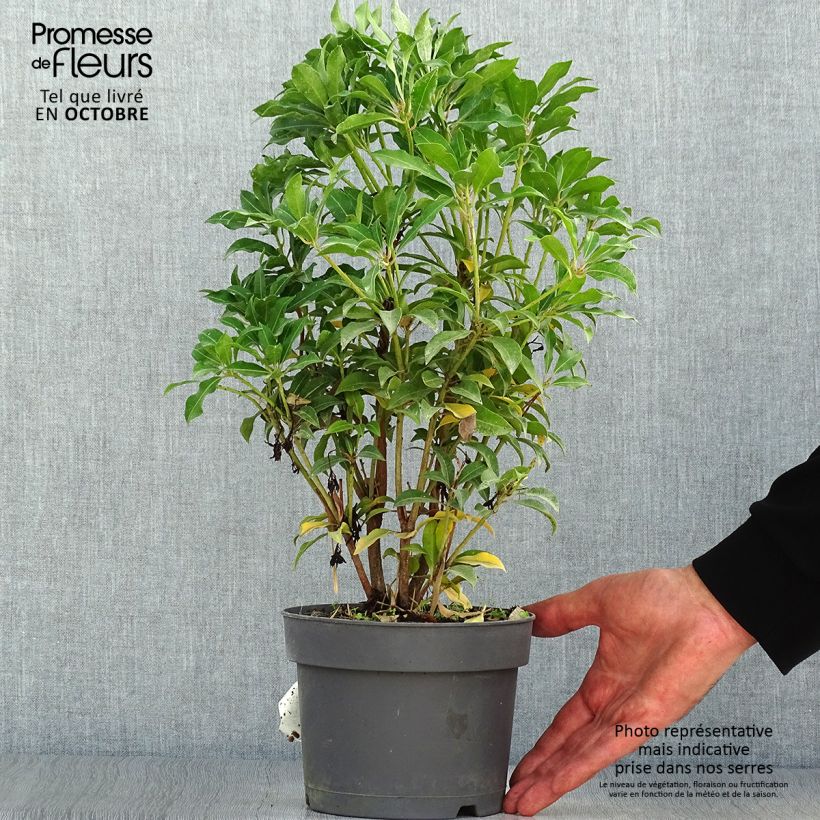 Exemplaar van Pieris japonica Mountain Fire - Japanse rotsheide Pot van 2 l/3 l zoals geleverd in de herfst