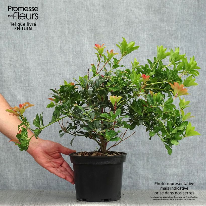 Exemplaar van Pieris japonica Mountain Fire - Japanse rotsheide Pot van 4 l/5 l zoals geleverd in de zomer