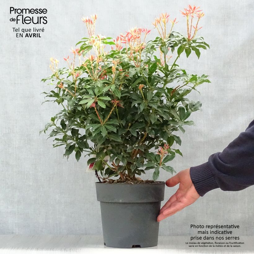 Exemplaar van Pieris japonica Mountain Fire - Japanse rotsheide Pot van 4 l/5 l zoals geleverd in de lente