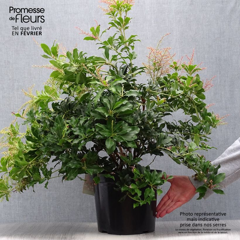Exemplaar van Pieris japonica Mountain Fire - Japanse rotsheide Pot van 7,5 l/10 l zoals geleverd in de herfst