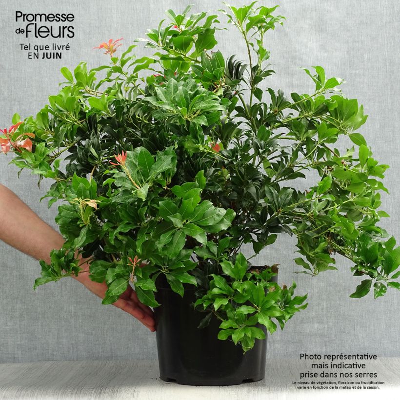 Exemplaar van Pieris japonica Mountain Fire - Japanse rotsheide Pot van 7,5 l/10 l zoals geleverd in de zomer