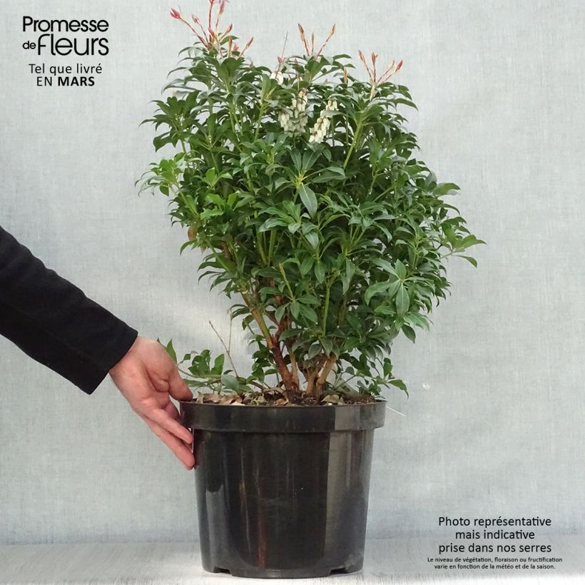 Exemplaar van Pieris japonica Mountain Fire - Japanse rotsheide Pot van 7,5 l/10 l zoals geleverd in de lente