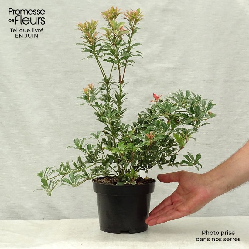 Exemplaar van Pieris japonica Carnaval - Japanse rotsheide Pot van 2 l/3 l zoals geleverd in de zomer
