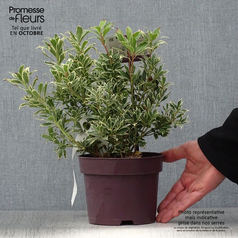 Exemplaar van Pieris japonica Carnaval - Japanse rotsheide Pot van 2 l/3 l zoals geleverd in de herfst