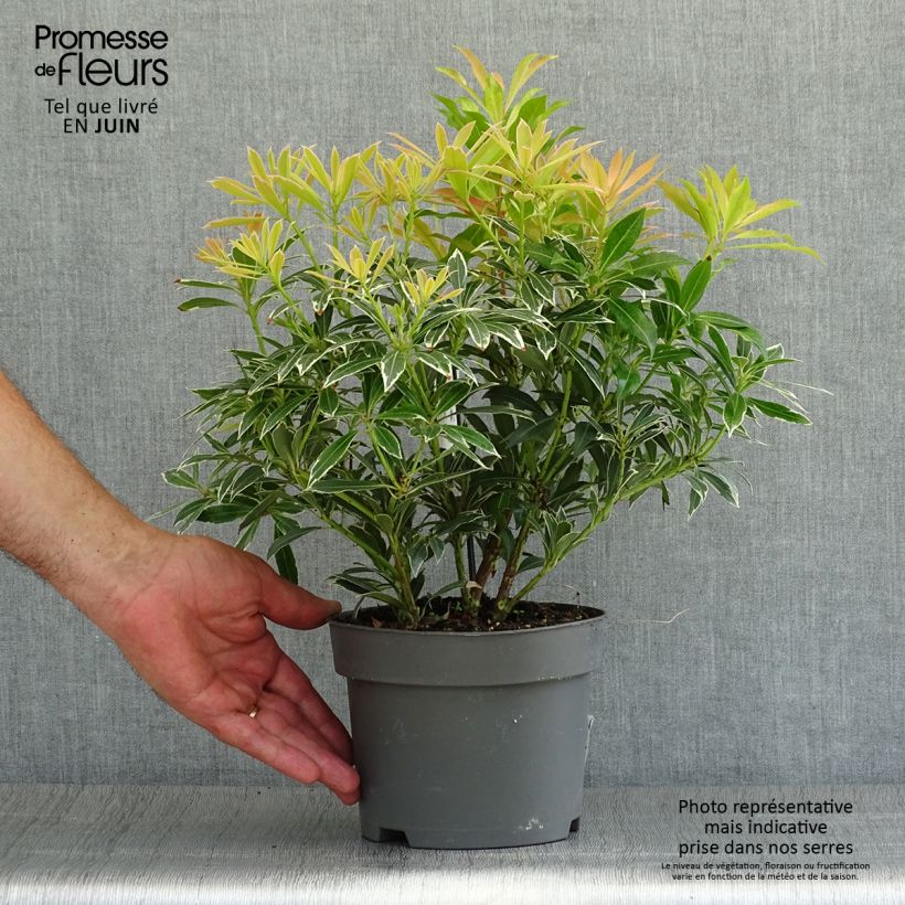Exemplaar van Pieris japonica Flaming Silver - Japanse rotsheide Pot van 2 l/3 l zoals geleverd in de zomer