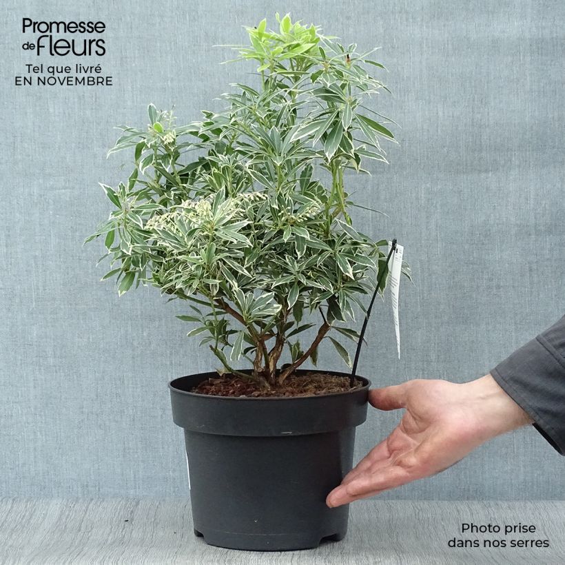Exemplaar van Pieris japonica Flaming Silver - Japanse rotsheide Pot van 4 l/5 l zoals geleverd in de herfst