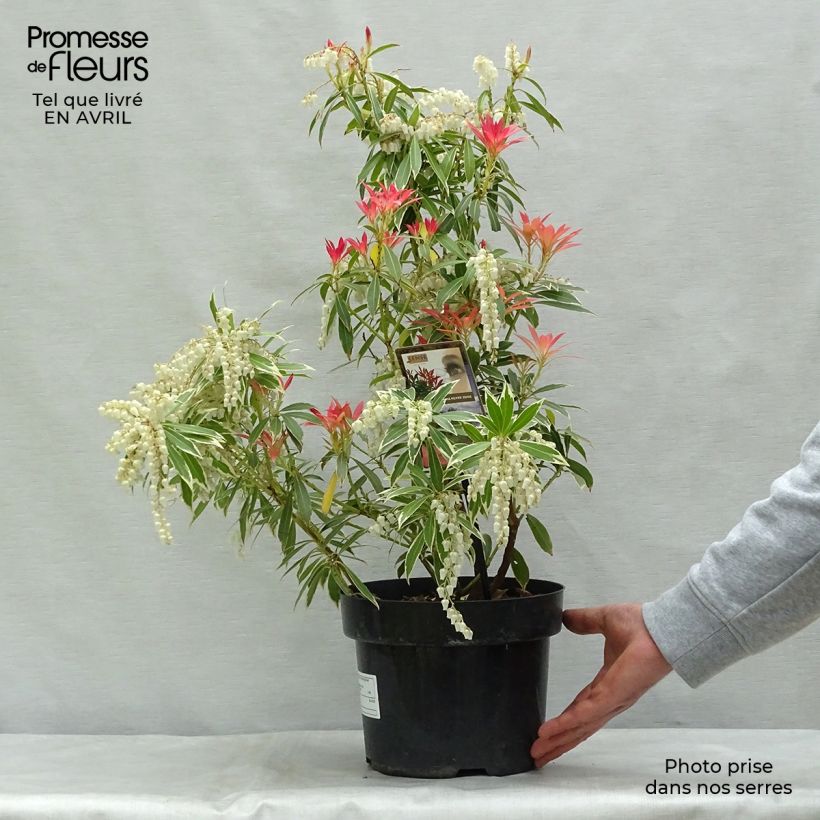 Exemplaar van Pieris japonica Flaming Silver - Japanse rotsheide Pot van 4 l/5 l zoals geleverd in de lente