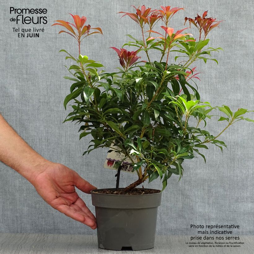 Exemplaar van Pieris japonica Katsura - Japanse rotsheide Pot van 2 l/3 l zoals geleverd in de zomer