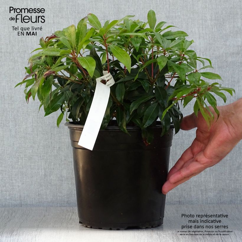Exemplaar van Pieris japonica Katsura - Japanse rotsheide Pot van 4 l/5 l zoals geleverd in de lente
