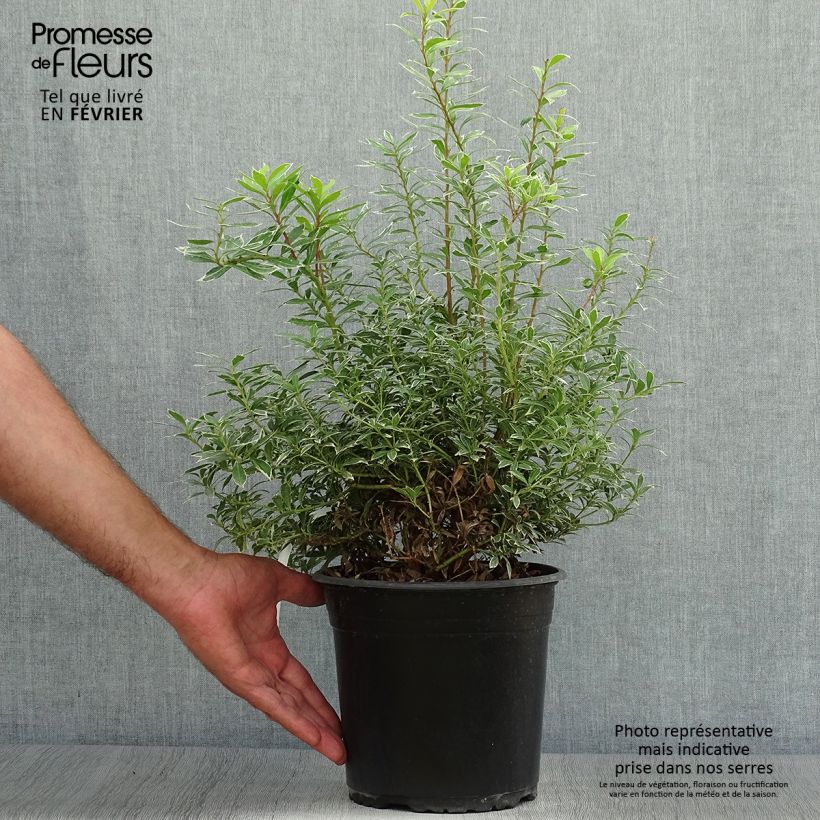 Exemplaar van Pieris japonica Little Goldy - Japanse rotsheide Pot van 4 l/5 l zoals geleverd in de herfst