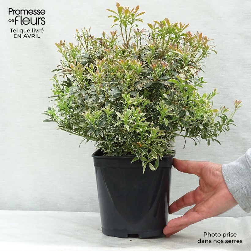 Exemplaar van Pieris japonica Little Heath - Japanse rotsheide Pot van 2 l/3 l zoals geleverd in de lente