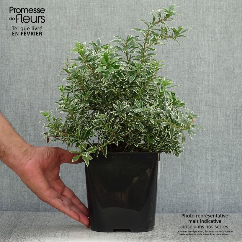 Exemplaar van Pieris japonica Little Heath Variegata - Japanse rotsheide Pot van 2 l/3 l zoals geleverd in de herfst