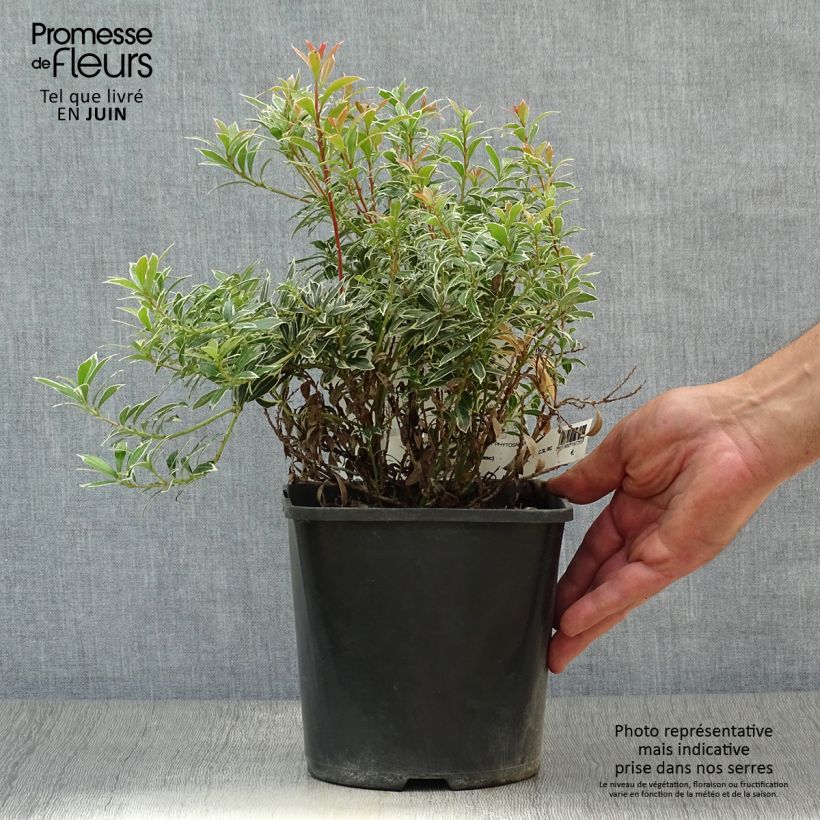 Exemplaar van Pieris japonica Little Heath Variegata - Japanse rotsheide Pot van 2 l/3 l zoals geleverd in de zomer