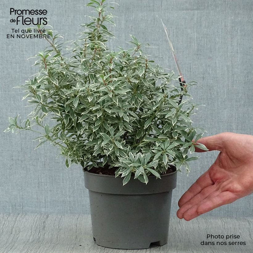 Exemplaar van Pieris japonica Little Heath - Japanse rotsheide Pot van 2 l/3 l zoals geleverd in de herfst
