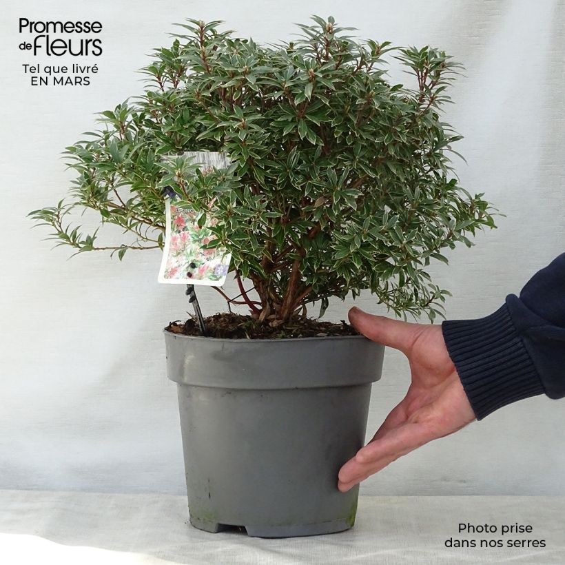 Exemplaar van Pieris japonica Little Heath - Japanse rotsheide Pot van 4 l/5 l zoals geleverd in de lente