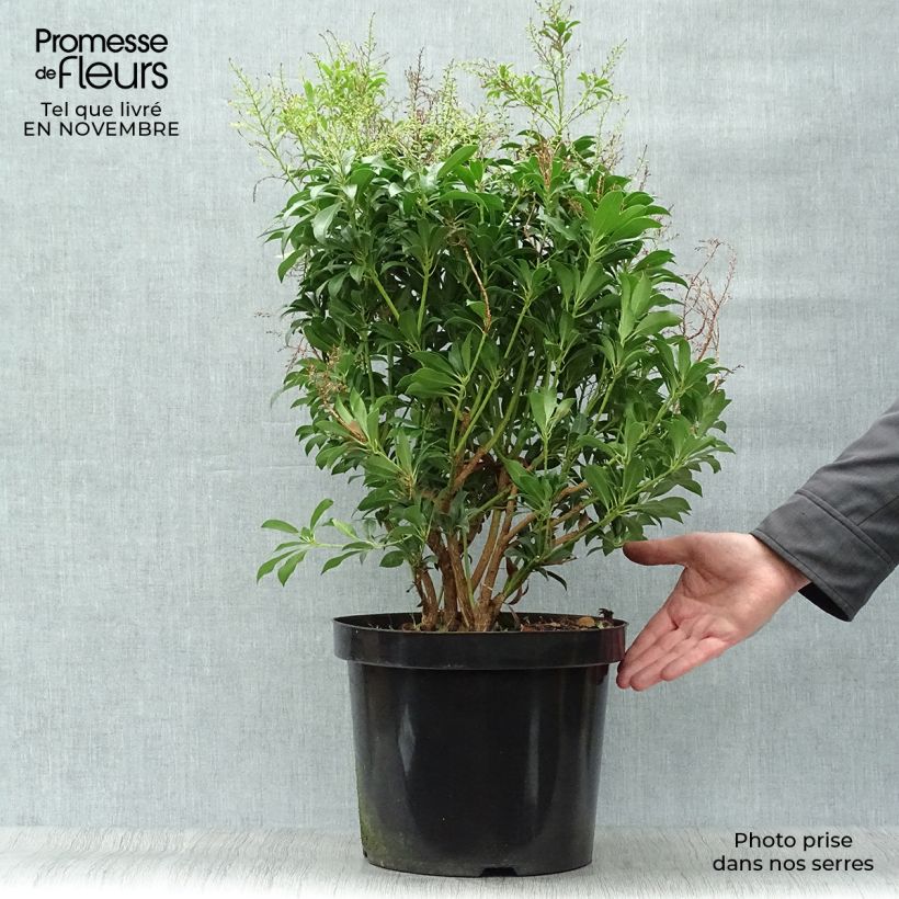 Exemplaar van Pieris japonica Passion - Japanse rotsheide Pot van 6 l/7 l zoals geleverd in de herfst