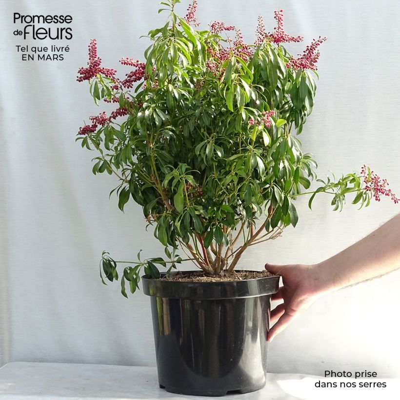 Exemplaar van Pieris japonica Passion - Japanse rotsheide Pot van 6 l/7 l zoals geleverd in de lente