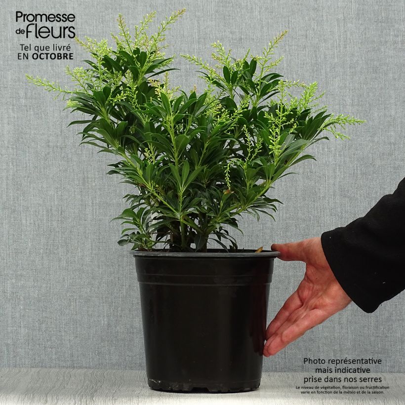 Exemplaar van Pieris japonica Purity - Japanse rotsheide Pot van 3 l/4 l zoals geleverd in de herfst