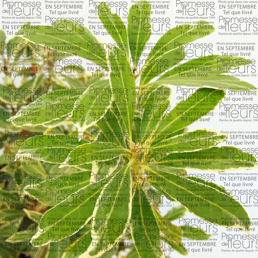 Pieris japonica Ralto Roze - Japanse rotsheide (Blad)